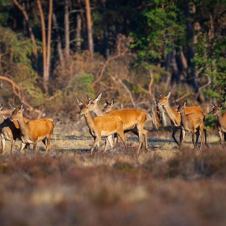 Вілла Omheind Chalet Met Prive Hottub. Op De Veluwe Вортуізен Екстер'єр фото